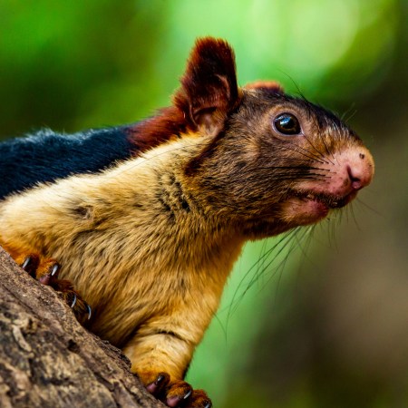 Exotische Schönheiten