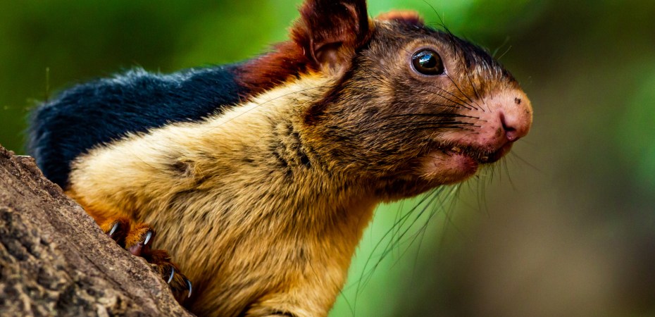 Exotische Schönheiten