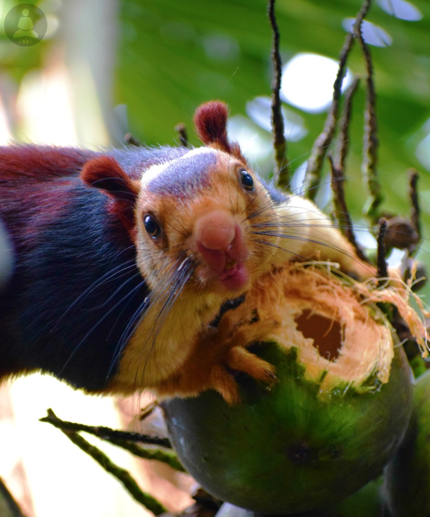 Die zauberhafte Welt der Königsriesenhörnchen
