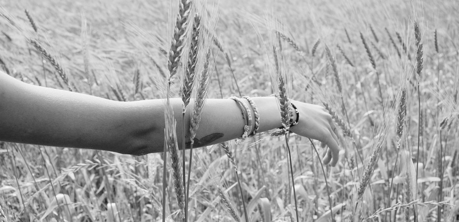 Schwarz- weiß Foto: Ein Kornfeld mit einem Menschen links, von dem man jedoch nur den Arm sieht