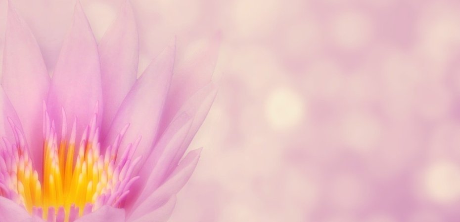 Pinke Lotusblume am linken Bildfeldrand.