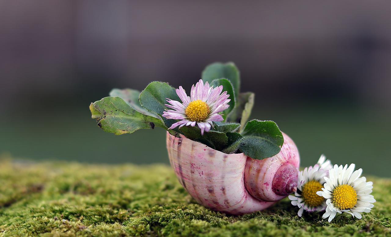 Ein Schneckenhaus aus dem eine Blume blüht