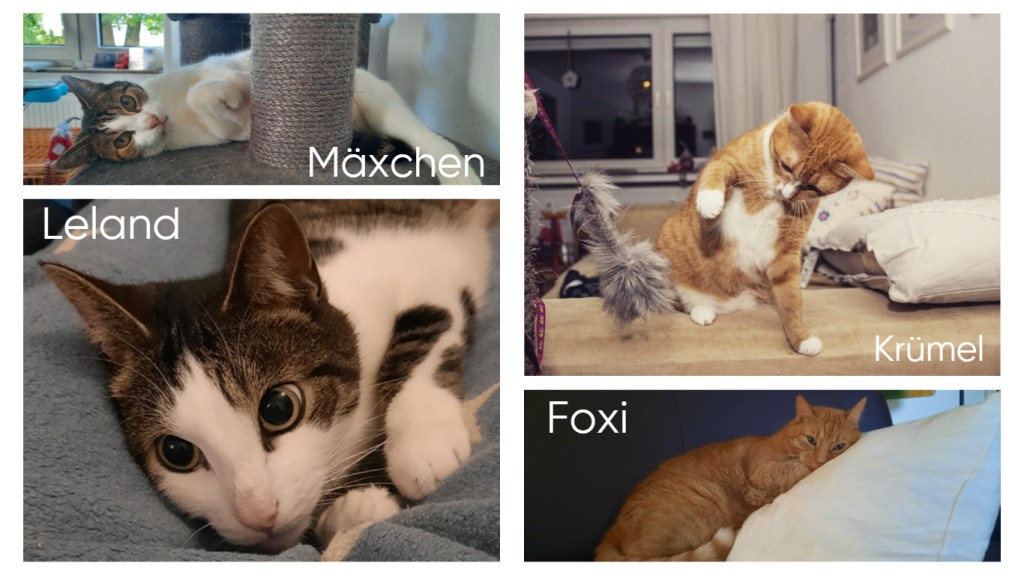 Collage mit vier Bildern: oben links: Katze schwarz und weiß liegend auf einem Kratzbaum; oben rechts: rote Katze mit weißem Baum beim spielen mit einer Katzenangel; unten links: Kater schwarz und weiß, der mit verträumten Blick in die Kamera schaut; unten rechts: roter Kater auf einem weißen Kissen