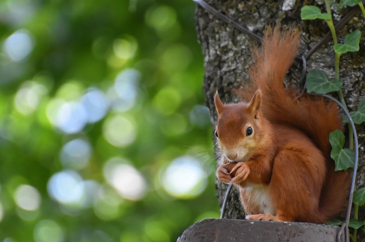 Ein Eichhörnchen auf einem Baum, dass eine Nuss isst.