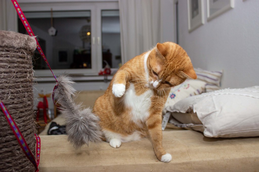 rot-weiße Katze, die mit einem Seil spielt