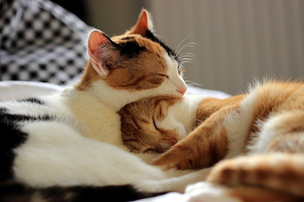 eine bunte Katze und ein rot-weißer Kater die zusammenkuscheln