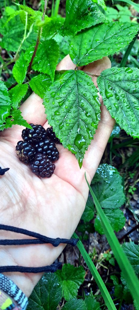 fünf Brombeeren die auf einer Hand liegen