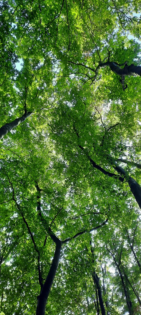 Bäume, aus der Froschperspektive fotografiert