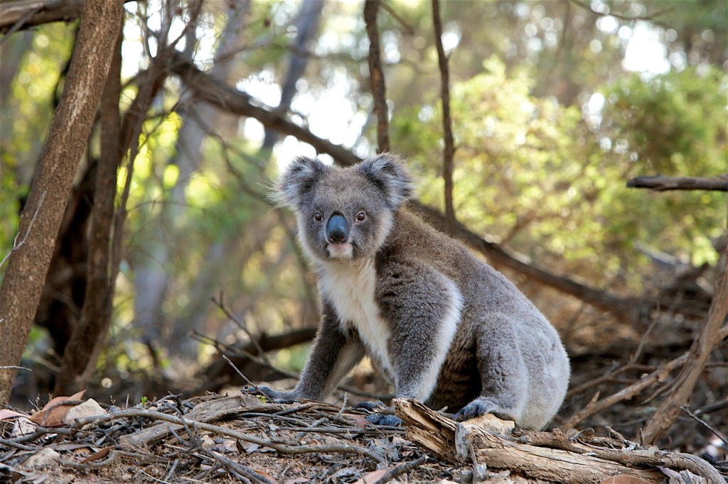 Ein Koala im Wald, der in die Kamera schaut