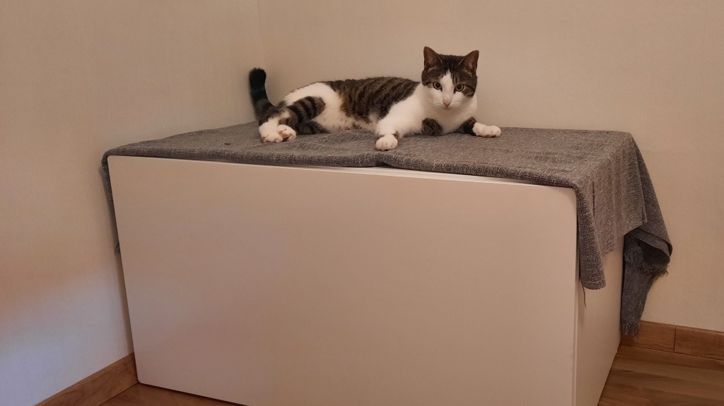 Eine schwarz. weiße Katze, die auf einem weißen Schrank liegt. Auf dem Schrank liegt eine graue Decke.