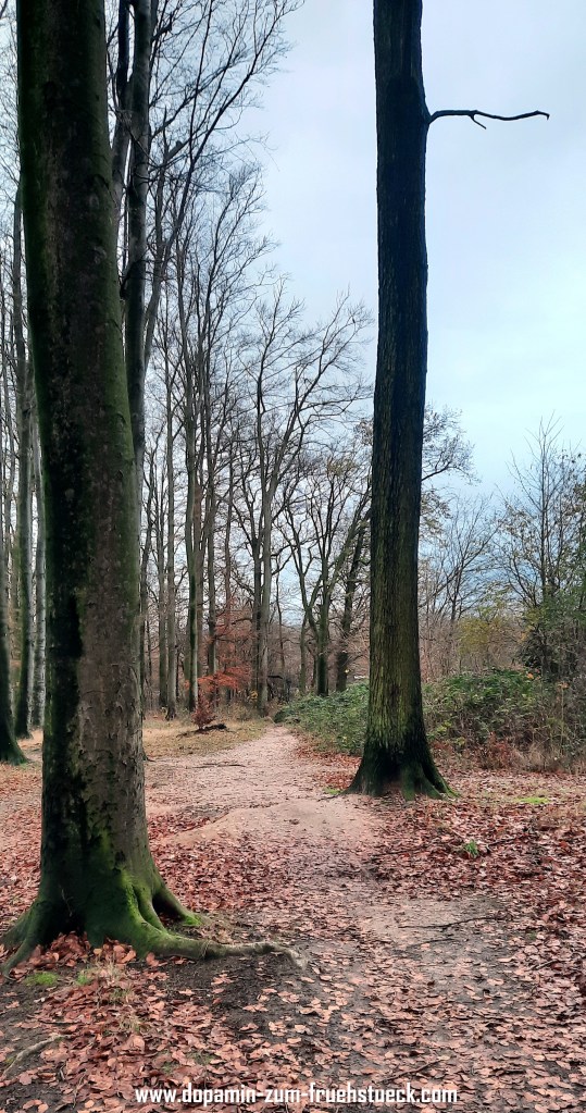 Bäume im Wald