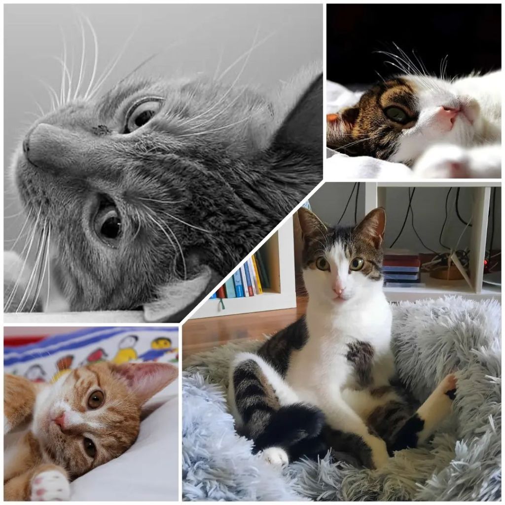 Collage von vier Katzen
Oben links: Schwarz- weiß Bild eines Katers der auf dem Rücken liegend in die Kamera schaut
rechts oben: Schwarz- weiße Katze
links unten: rot- weiße Katze
unten rechts: Schwarz- weißer Kater mit Silberblick
