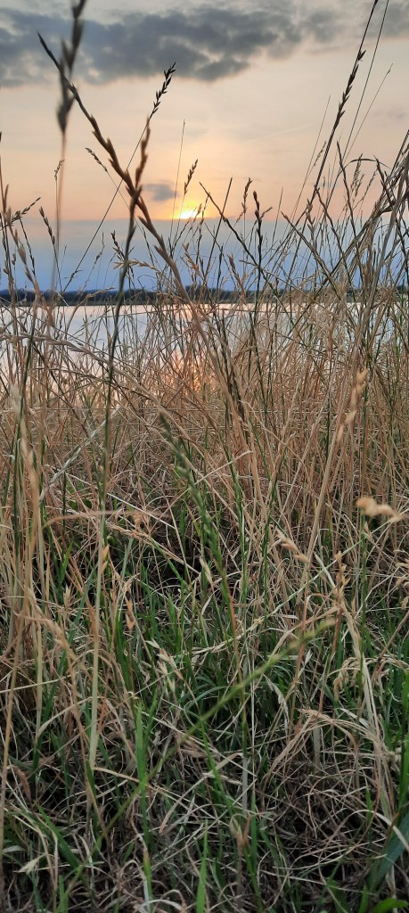 Sonnenuntergang. Im Vordergrund stehen Gräser durch die man den See im Hintergrund erkennen kann