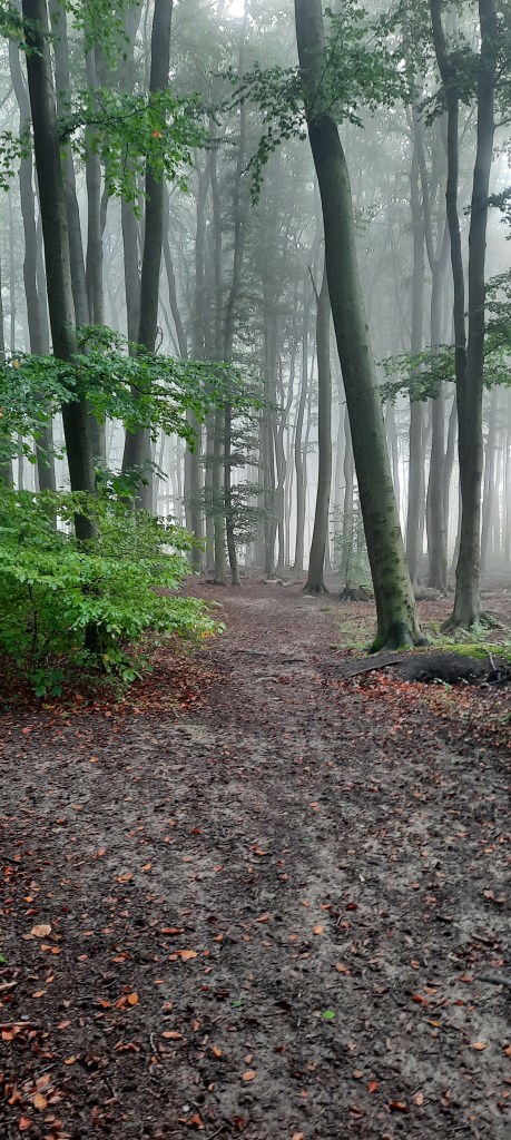 ein Wald im Morgennebel