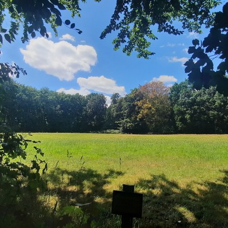 Eine Wiese; im Hintergrund erkennt man Bäume; der Himmel ist blau mit weißen Wolken