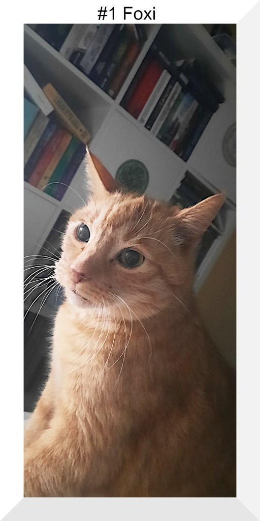 Ein roter Kater, der in die Kamera blickt