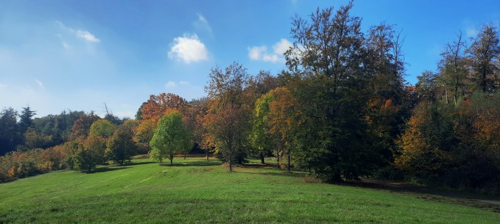 Eine grüne Wiese mit Bäumen, deren Blätter bunt sind. 