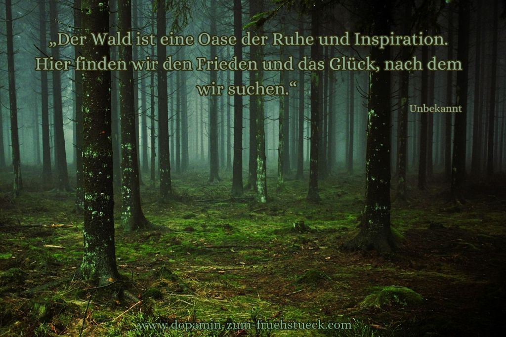 Ein Wald am Morgen. Im Hintergrund ist noch Morgennebel zu erkennen.