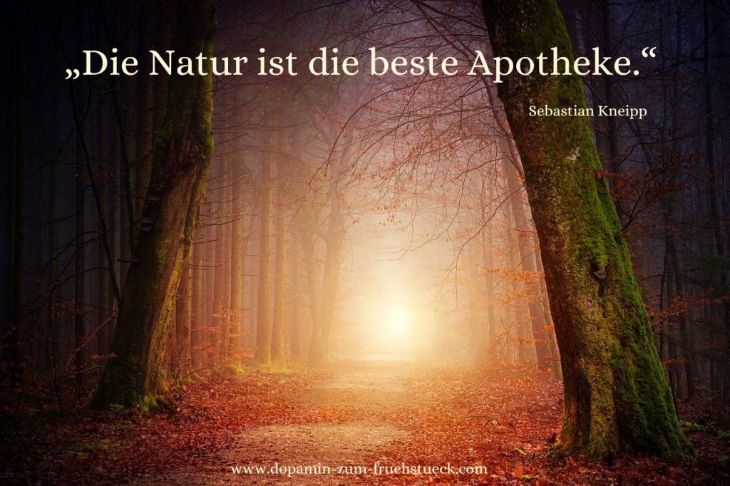 Ein Waldweg am Morgen. Im Hintergrund geht zwischen den Bäumen die Sonne auf.