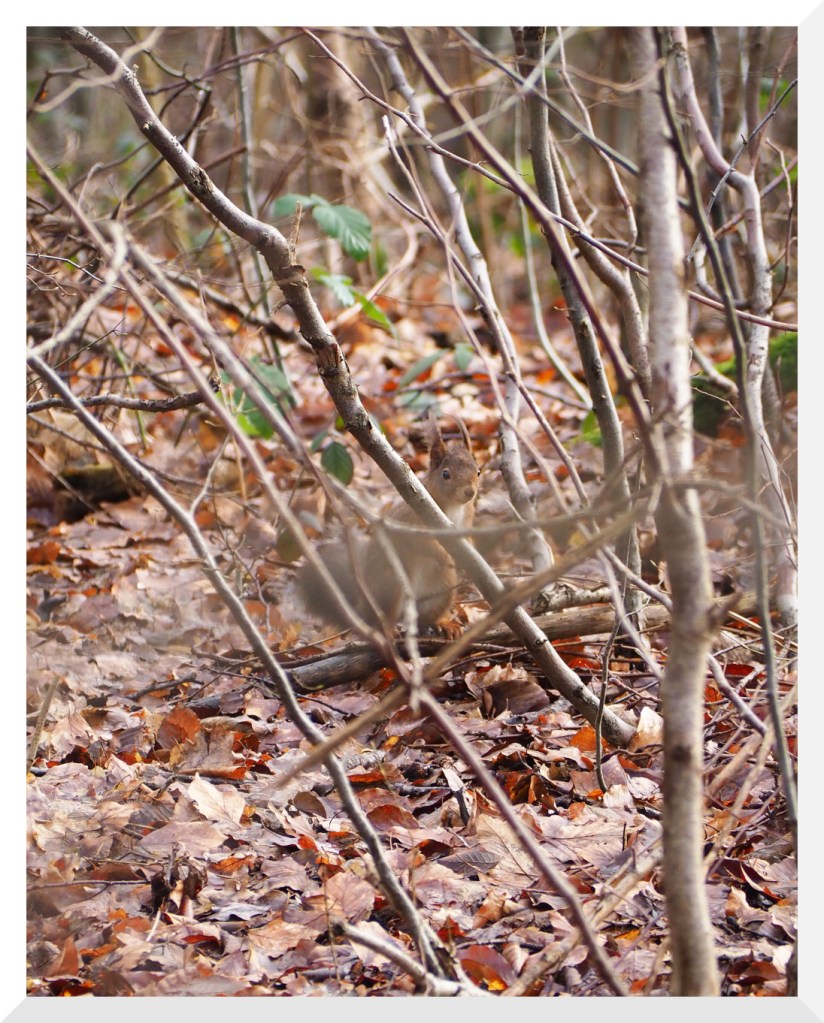 Ein Eichhörnchen sitzt auf einem Ast, der auf einem Waldboden liegt