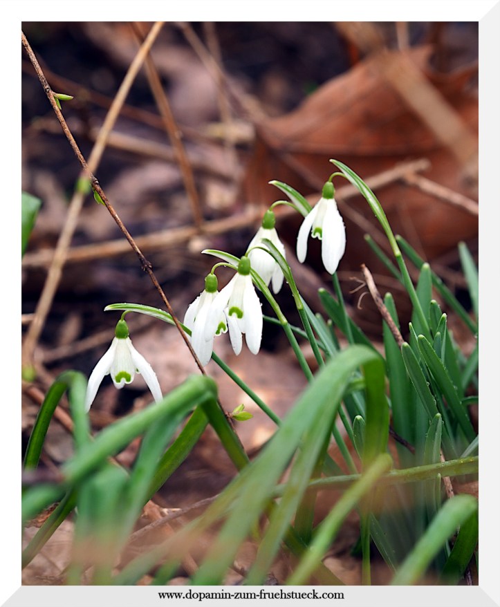 Schneeglöckchen