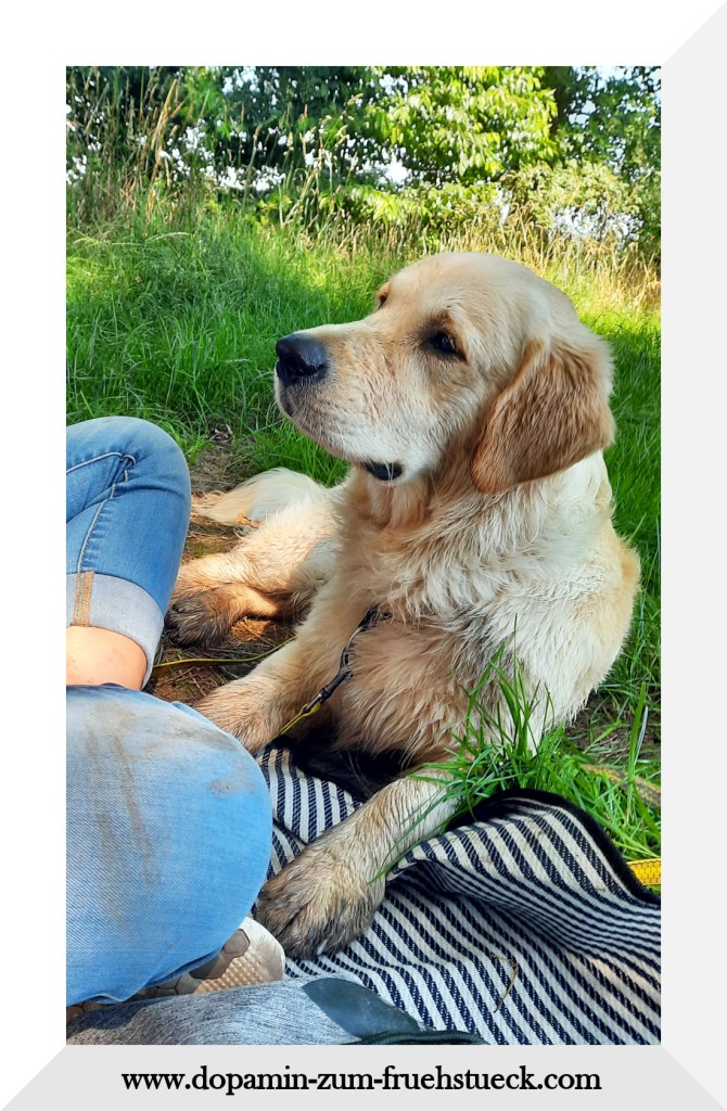 Ein kleiner Golden Retriever, der im Gras neben einer Picknickdecke liegt