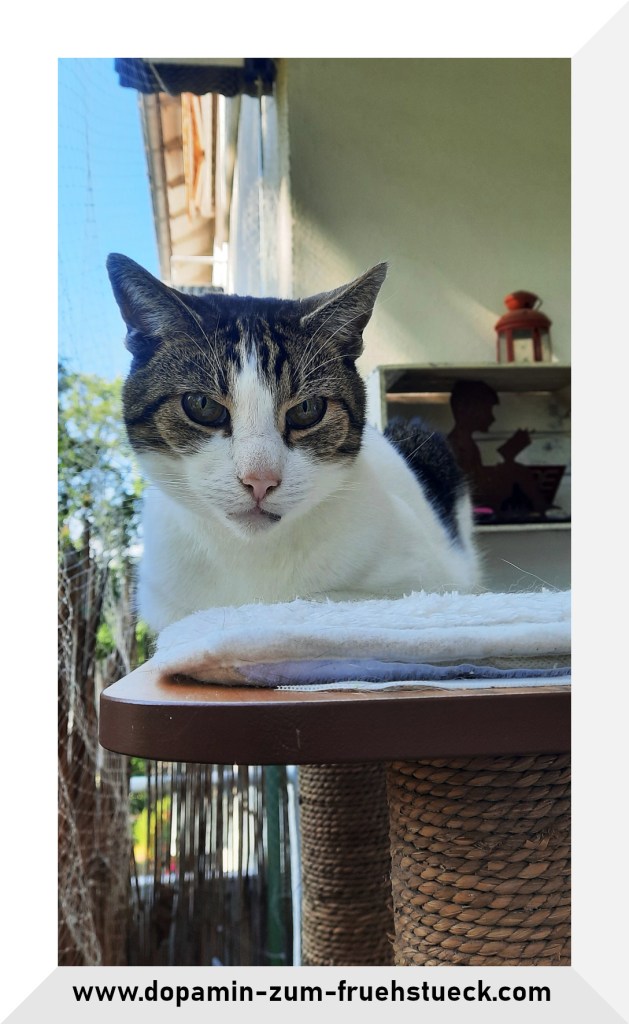 Ein schwarz- weißer Kater auf einem Kratzbaum auf dem Balkon