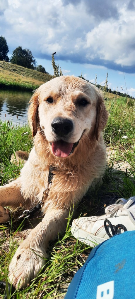 Ein Golden Retriever, der auf einer Wiese liegt und direkt in die Kamera schaut. Im Hintergrund kann man einen Fluß erkennen