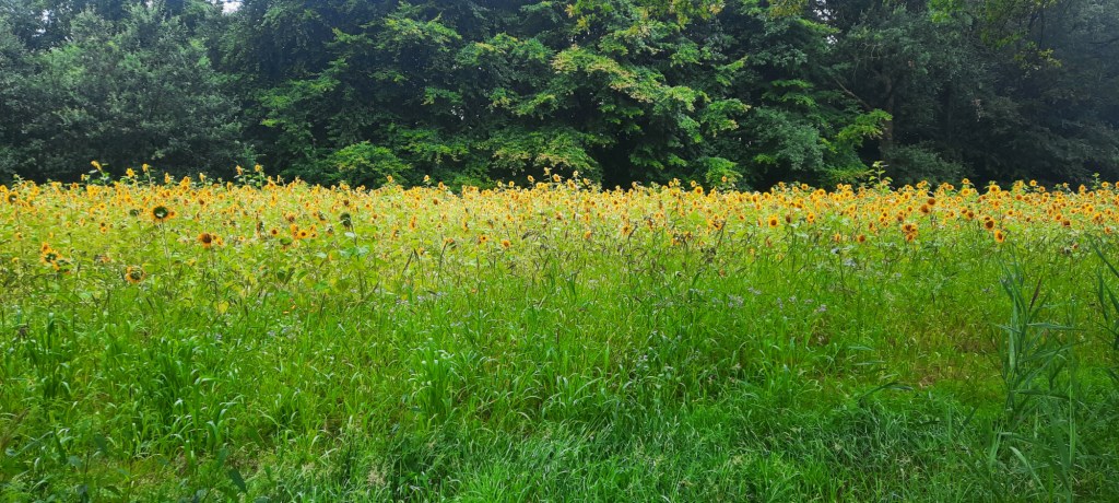 Ein Sonnenblumenfeld. im Hintergrund kann man einen Nadelwald erkennen