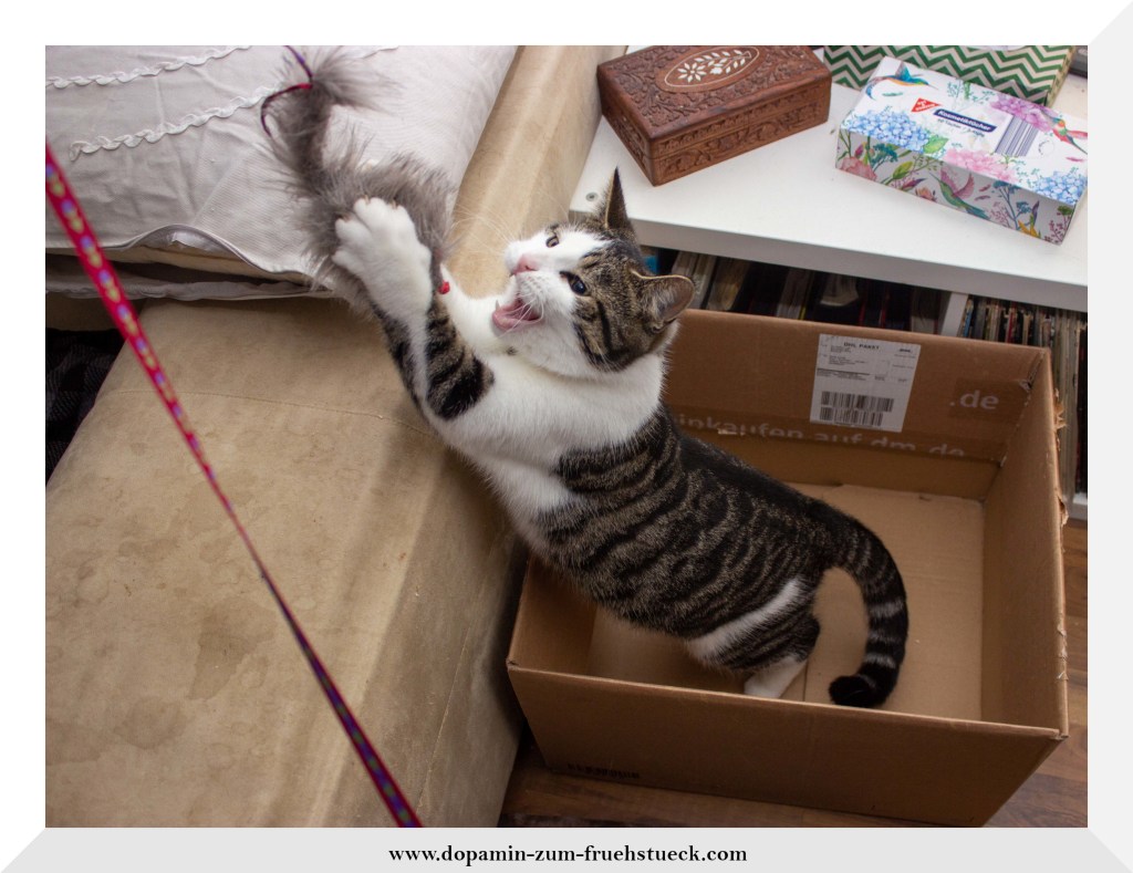 Eine schwarz weiße Katze, die in einem Karton steht und nach einem Plüschball greift