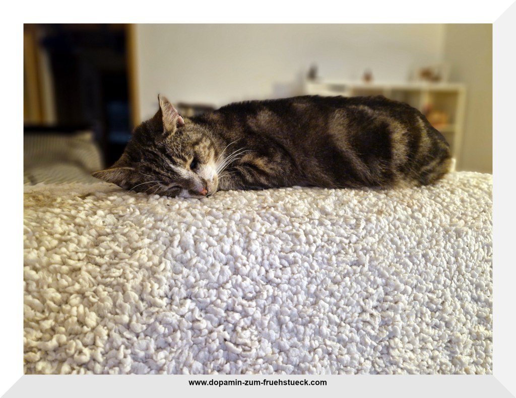 Ein grau getigerter Kater liegt schlafend auf einer weißen Kuscheldecke