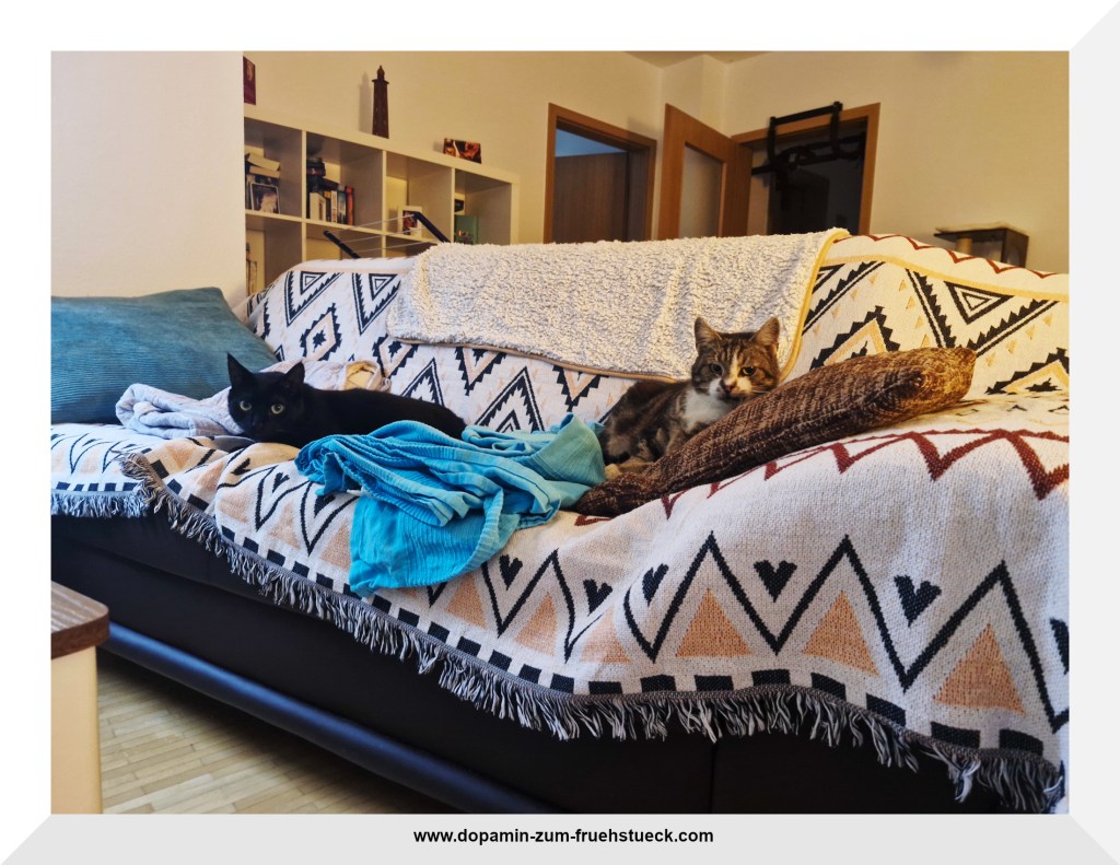 Eine schwarze und eine grau- getigerte Katze liegen auf einem Sofa. Auf dem Sofa liegt zudem ein Überwurf, eine Decke und 2 Kissen