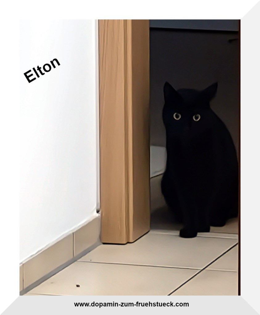 Ein schwarzer Kater, der in einem Türrahmen steht