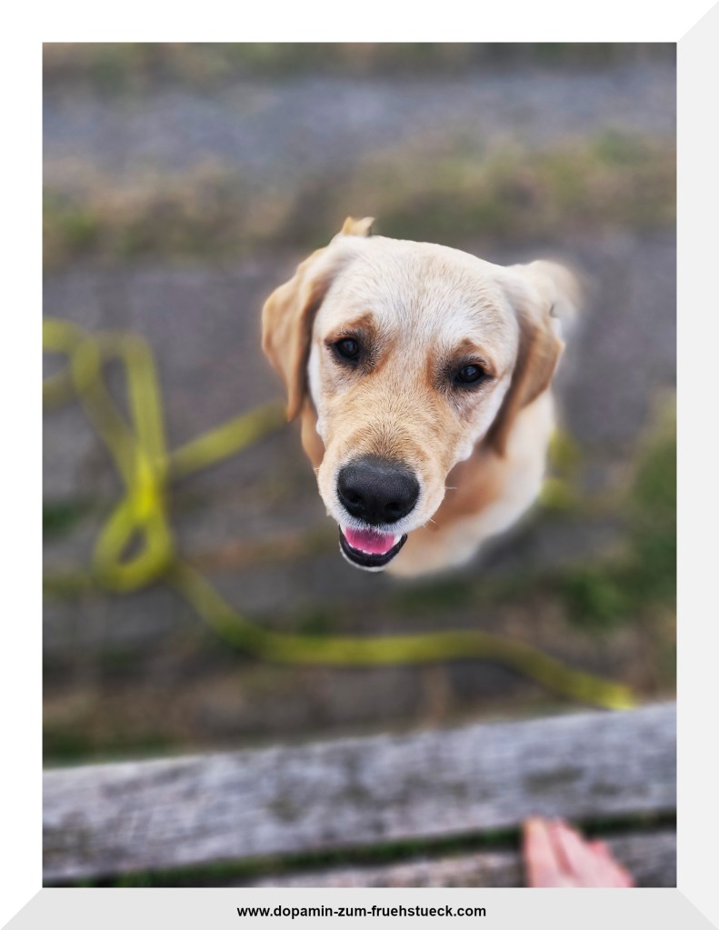 Ein Golden Retriever, der in die Kamera schaut- fotografiert aus der Vogelperspektive