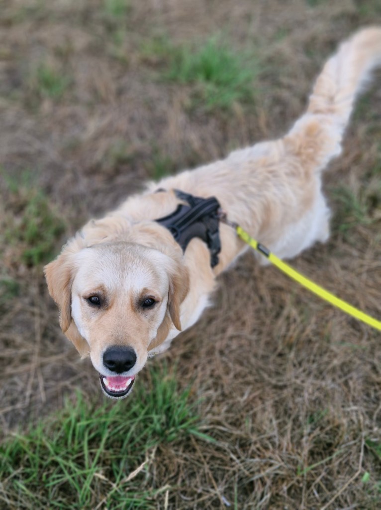 Ein Golden Retriever an der Leine, der in die Kamera blickt