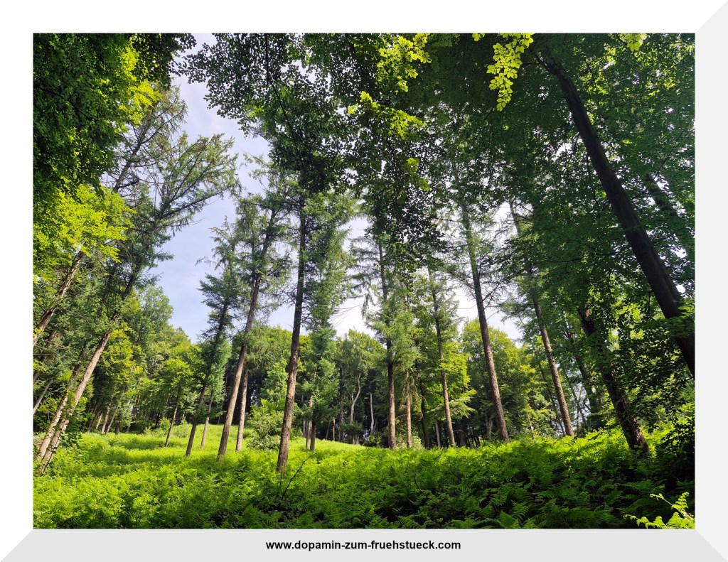 Bäume im Wald, aus der Froschperspektive fotografiert