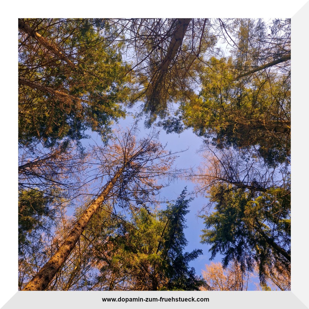 Bäume, die in den Himmel ragen