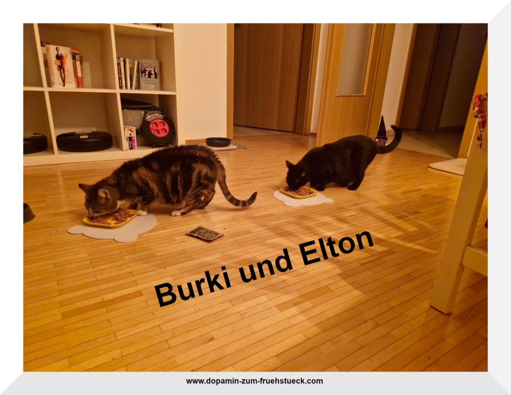 Zwei Katzen, eine grau- getigert und eine schwarze beim fressen in der Wohnung.