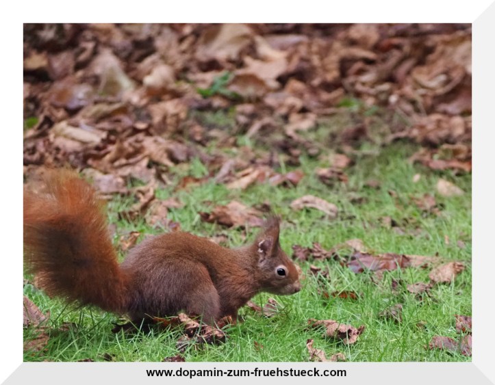 Ein Eichhörnchen auf einer Wiese