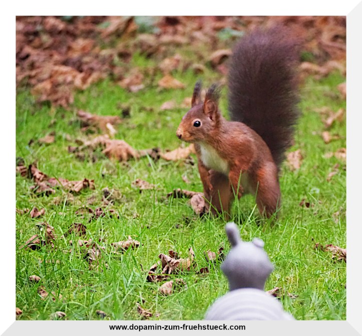 Ein Eichhörnchen in aufrechter Position auf einer Wiese