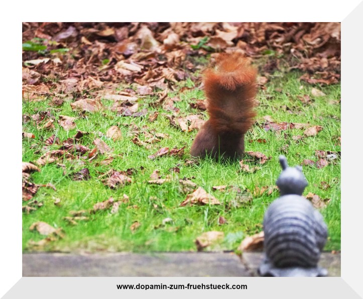 Eichhörnchen von hinten. Man sieht nur den hochgestreckten Schwanz
