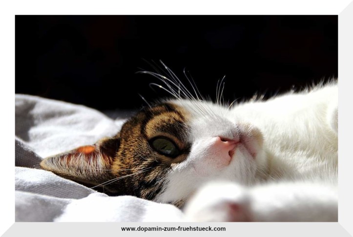 grau- weißer Katze, die auf der Seite liegt und in die Kamera schaut.
