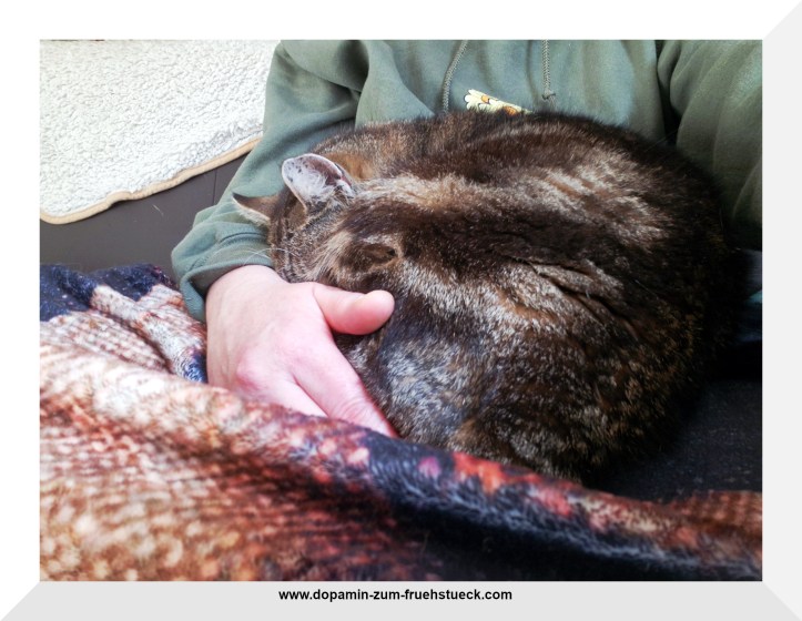 ein grau getigerter Kater liegt zusammengerollt auf dem Schoß eines Menschen.