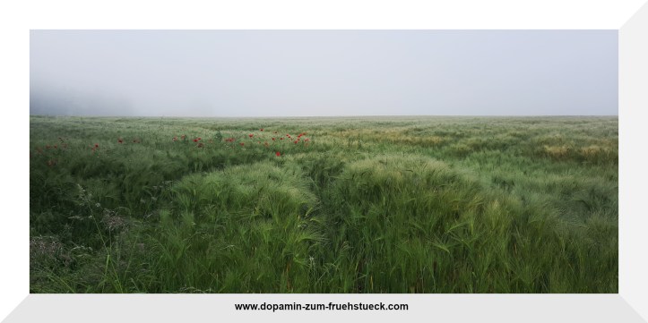Ein Feld mit Mohnblumen im Morgennebel
