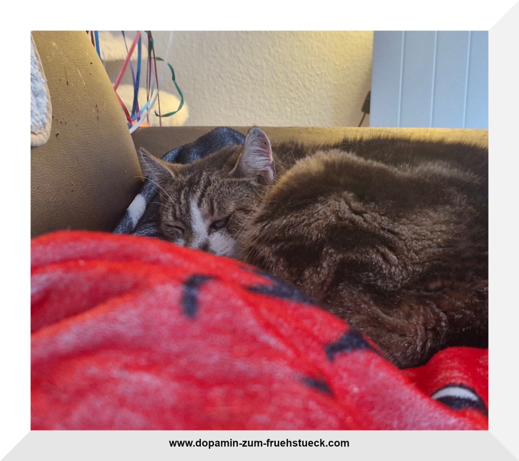 Katzer, die auf einer Decke ruht