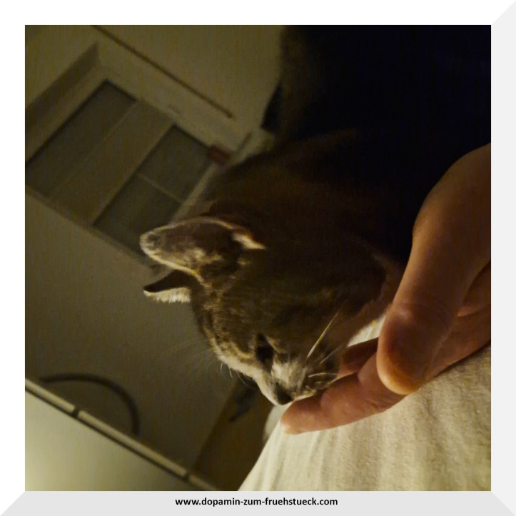 Eine Katze, die im Bett liegt und sich streicheln lässt. Man sieht nur den Kopf der Katze und die Hand des Menschen. Der Kopf der Katze liegt in der Hand.