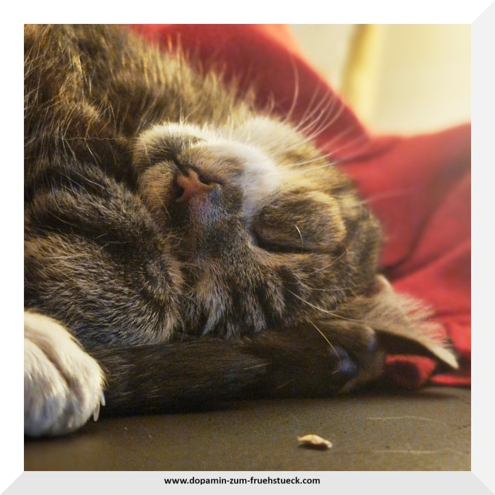 Ein Kater, der mit geschlossenen Augen auf einem Sofa liegt