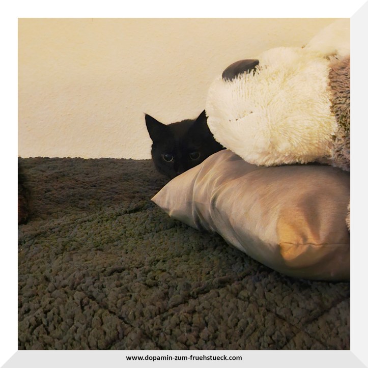 Ein schwarzer Katzenkopf, der hinter einem Kuscheltier hervor schaut. Die Katze liegt auf einem Bett