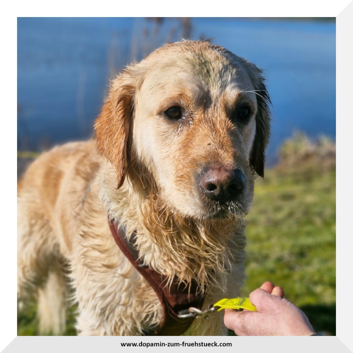 ein Golden Retriever auf einer Wiese. Im Hintergrund kann man Wasser erkennen