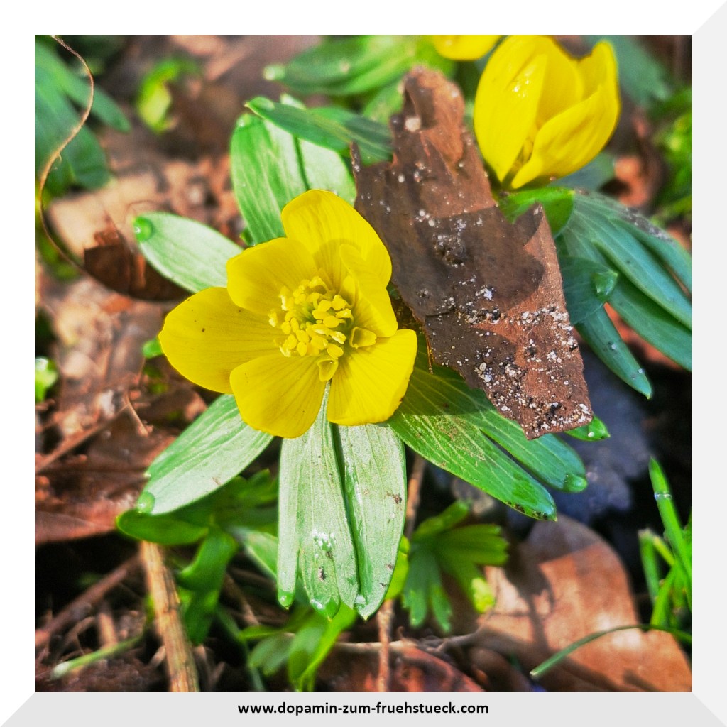 eine gelbe Blume (Winterling) auf einer Wiese